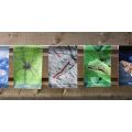 Minibeasts Showerproof Bunting