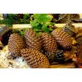 Giant Pine Cones 