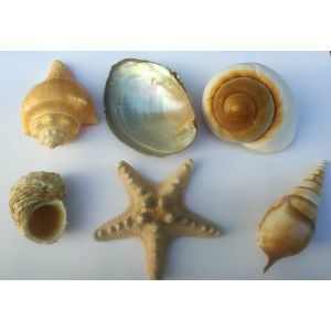 Hand Size Shells And Starfish (6Pk)