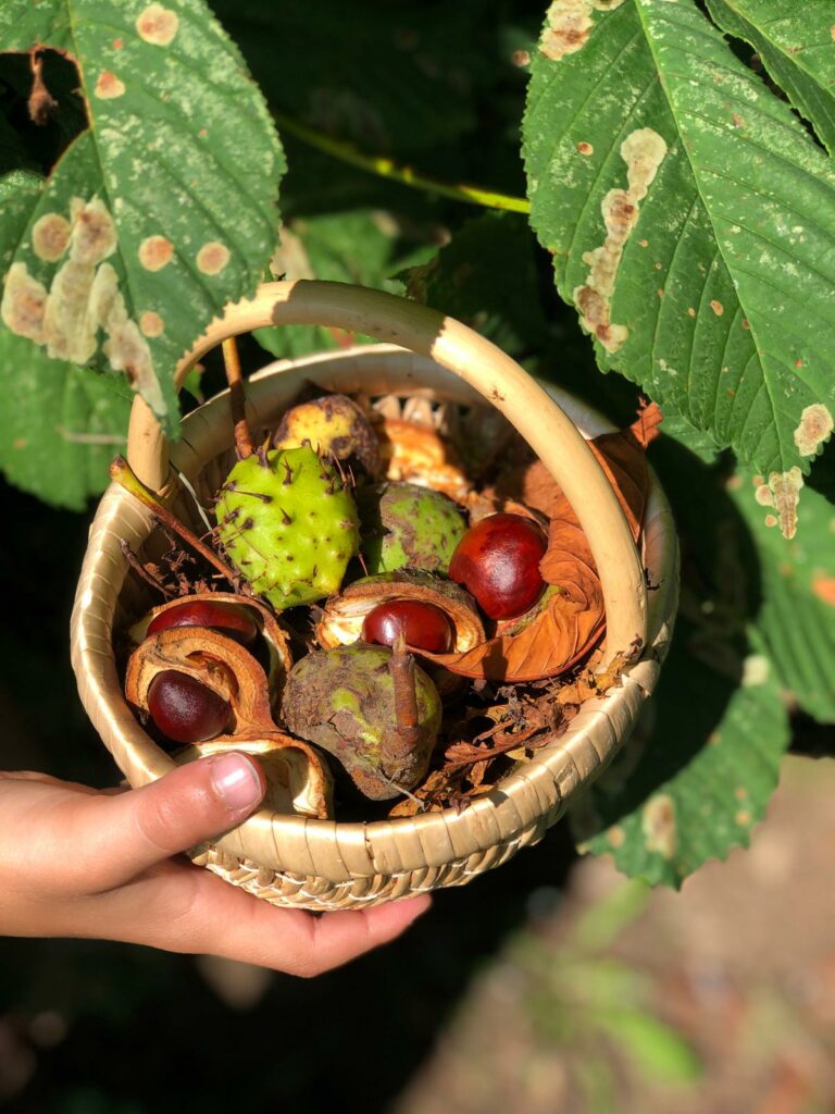 Outdoor play - autumn treasures