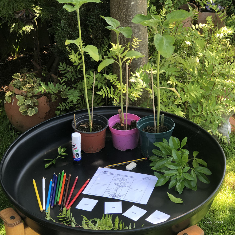 Tray Play - Parts of a plant