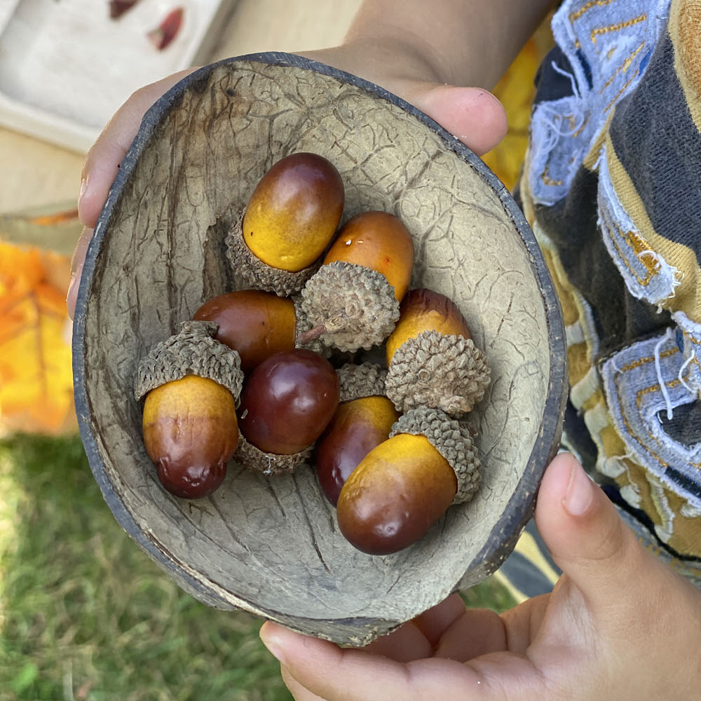 Acorn activities
