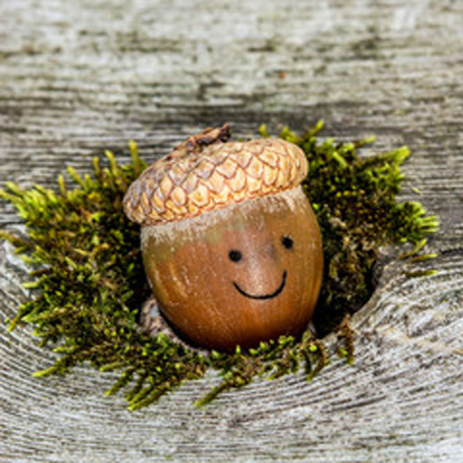 Acorn activities
