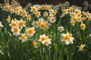 10 ways to celebrate Daffodils